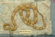 Male #4 2019 122g.jpg