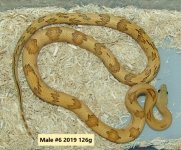Male #6 2019 126g (3).jpg