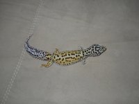 Geckos 044.jpg