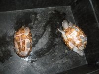 RAZBACS 003.jpg