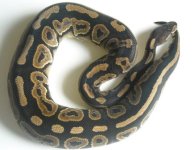 female-cinny.JPG