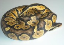 male-pastel.JPG