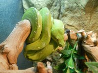 gtp.jpg