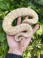 bananafemale.jpg
