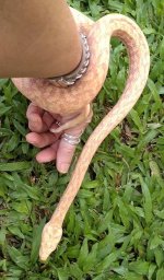 Albino.jpg