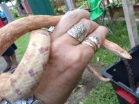 Albino profile.jpg