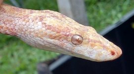 Albino face.jpg