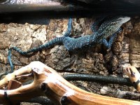blue_052821_3.jpg