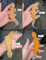 geckos.JPG