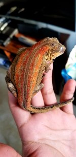Gargoyle Male 1.jpg