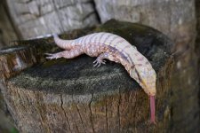 DSC_2438.jpg