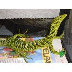 Yellow-Tree-Monitor-adult_001.jpg