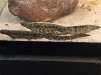 Ribbed newt pr.jpg