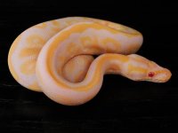 female albino mojave.jpg