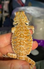 BabyDragon01.jpg