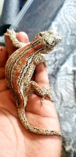Gargoyle Female 1.jpg