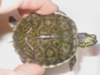 turtleback.jpg