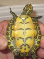 turtleplastron.jpg