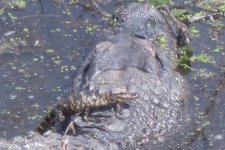 tinygatorandMom.jpg