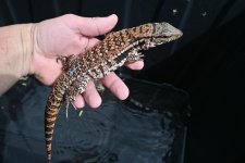 DSC_3595.jpg