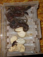 RBabiesC3-10.jpg