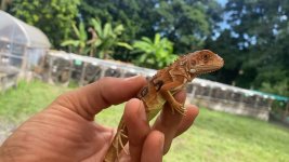 Red Double Het Axanthic  Hypo Cross 2021.jpg
