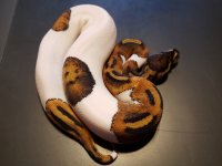 6pied.jpg