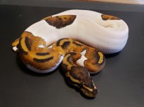 6pied2.jpg