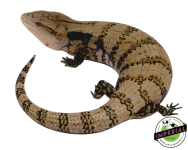 merauke-blue-tongue-skinks-for-sale_1024x1024.png