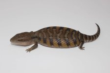 australian-blue-tongue-skink-for-sale_1024x1024.jpg