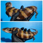 skink.jpg