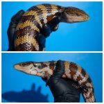 skink1.jpg