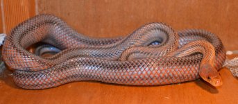 AB5E4557-D3ED-4E6F-BC6D-62B59974F277.jpeg