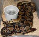 Enchi & Normal.jpg