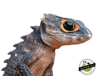 red-eye-crocodile-skink-for-sale_960x.png