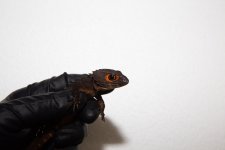 IMG_6571.jpg