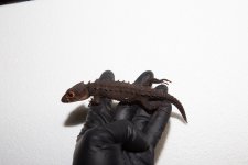 IMG_6575.jpg