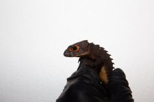 IMG_6573.jpg
