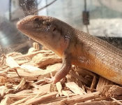 male juv 1.png