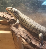 female juv 1.png