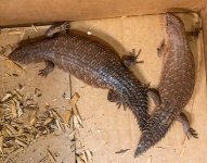 gidgee pair 1 (2).jpg