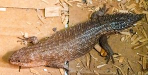 gidgee pair single (2).jpg