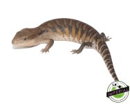northern-blue-tongue-skink-for-sale.jpg