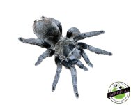 Aphonopelma-sp-Jalisco-tarantula-for-sale.jpg