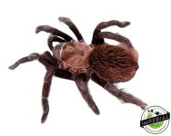 mexican-red-and-gold-coyuca-tarantula-for-sale.jpg