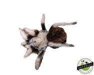 michoacan-blonde-tarantula-for-sale.jpg