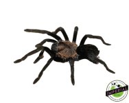 oaxaca-tarantula-for-sale.jpg