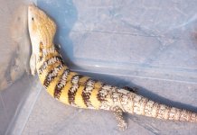 Ares_3-17-22_04w.jpg