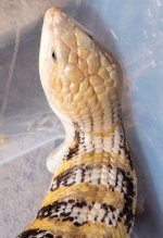 Ares_3-17-22_09w.jpg