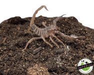 baby-congo-emperor-scorpions-for-sale.jpg